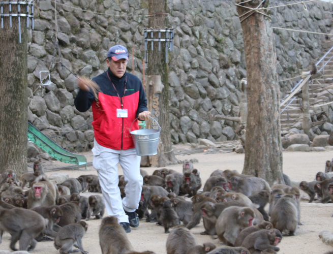 高崎山自然動物園